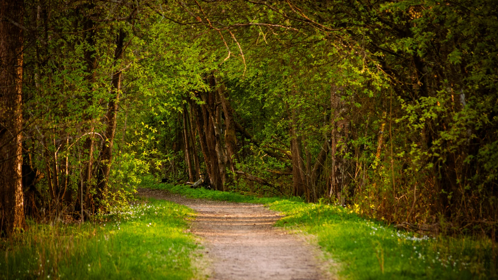 Schmaler Waldweg im Frühlingslicht als Sinnbild für einen individuell begleiteten Entwicklungsweg